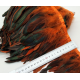 Galon plumes orange X 50 cm